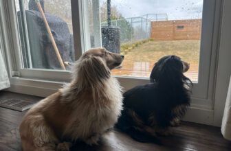 Draper and Rue’s Rainy Day Blues – Dogster