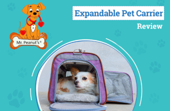 A First-Class Ride for Four-Legged Travelers – Dogster