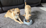 Why Flexible Routines Can Work – Dogster