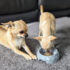The Ultimate Tool for Fido’s Adventures – Dogster