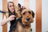 12 Vet-Approved Tips – Dogster
