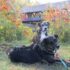 Renting An Adventure Van With Pets