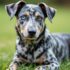A Guide to Natural Feeding – The Dogington Post