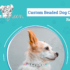 Lava, Hela & Lajka’s Mealtimes – Dogster
