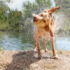 Hiking With Dogs – 7 Essentials For Desert Trails