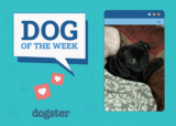 Dogster Photo Contest: Dogs of the Week Winners (April 17, 2025)