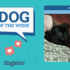 Are Dog Bones Good for Your Pet’s Health? – The Dogington Post
