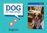 Dogster Photo Contest: Dogs of the Week Winners (April 3, 2025)