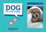 Dogster Photo Contest: Dogs of the Week Winners (April 10, 2025)