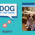 The Wednesday Dogs of Dogster Catch Some Zs – Dogster