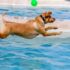 Dog Friendly Hockey Games – 2024 / 2025 Season