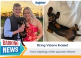Bring Valerie Home – Fresh Sightings of the Wayward Wiener – Dogster
