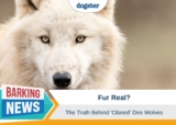 De-Extinction of the Dire Wolf