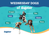 The Wednesday Dogs of Dogster Catch Some Zs – Dogster