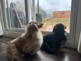 Draper and Rue’s Rainy Day Blues – Dogster