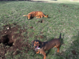 Lava, Hela & Lajka’s Mealtimes – Dogster