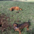 A Useful Token For Our Four-Legged BFFs – Dogster