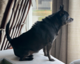 A Chihuahua’s Tale of Defense – Dogster