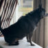 Life with Kodah the Shadow – Dogster