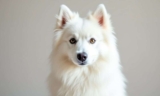 Where to Find American Eskimo Dogs for Adoption โ The Dogington Post