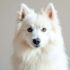 A New Approach to Dog Health? – The Dogington Post